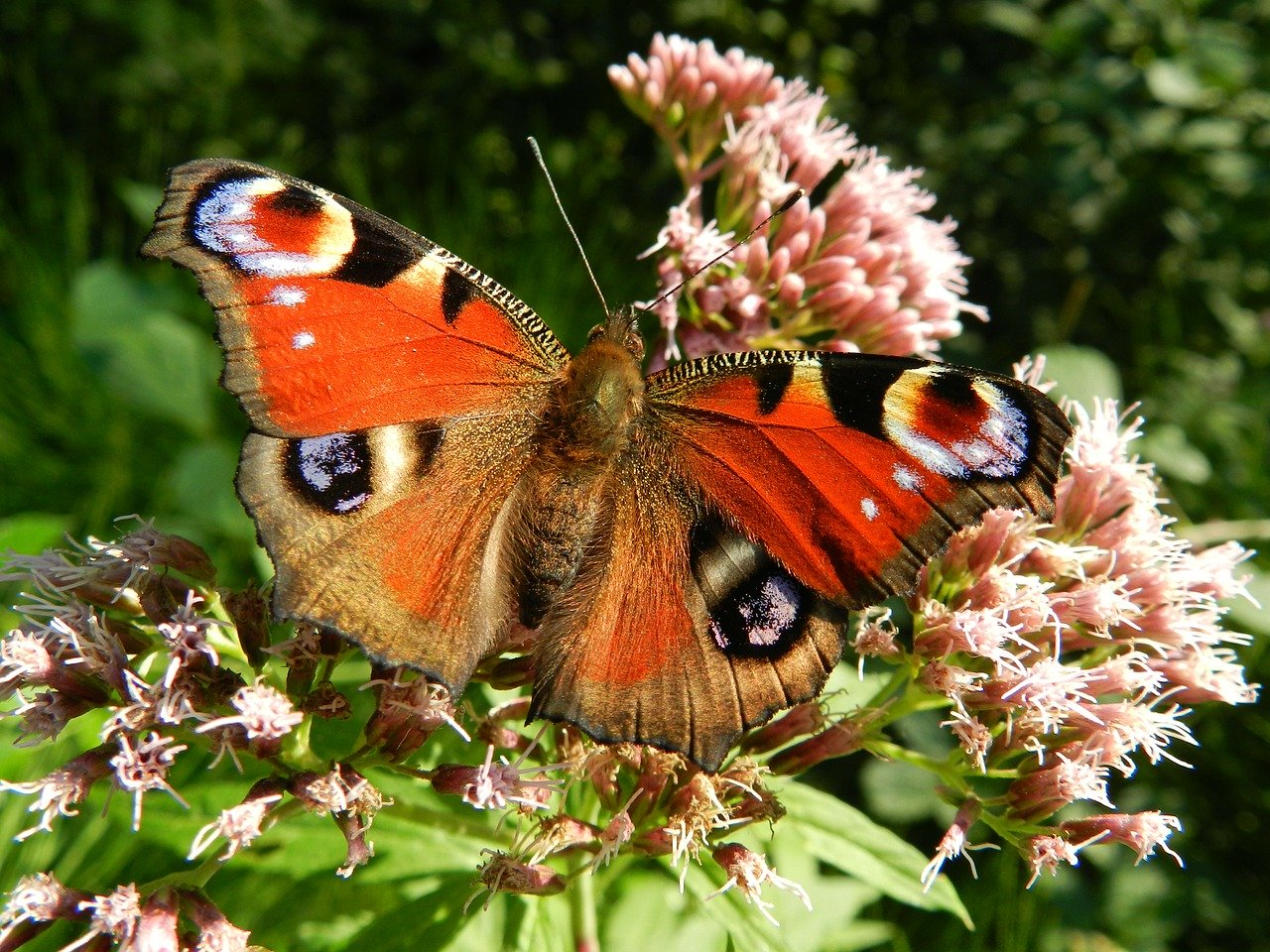 Butterfly Wonderland in Scottsdale