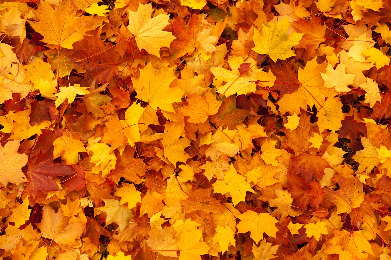 fall leaves in a pile