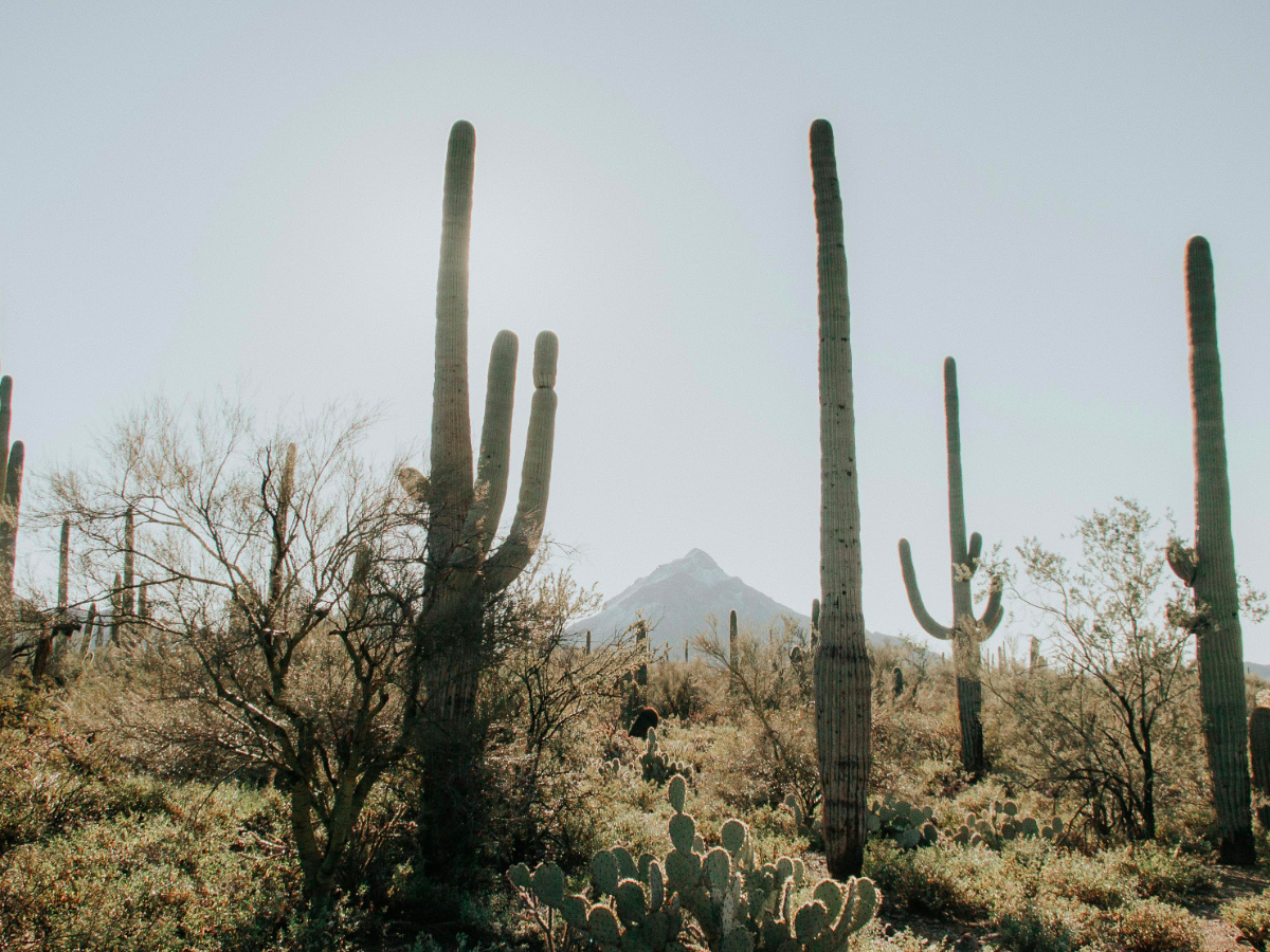 Hiking & Nature Walks Scottsdale