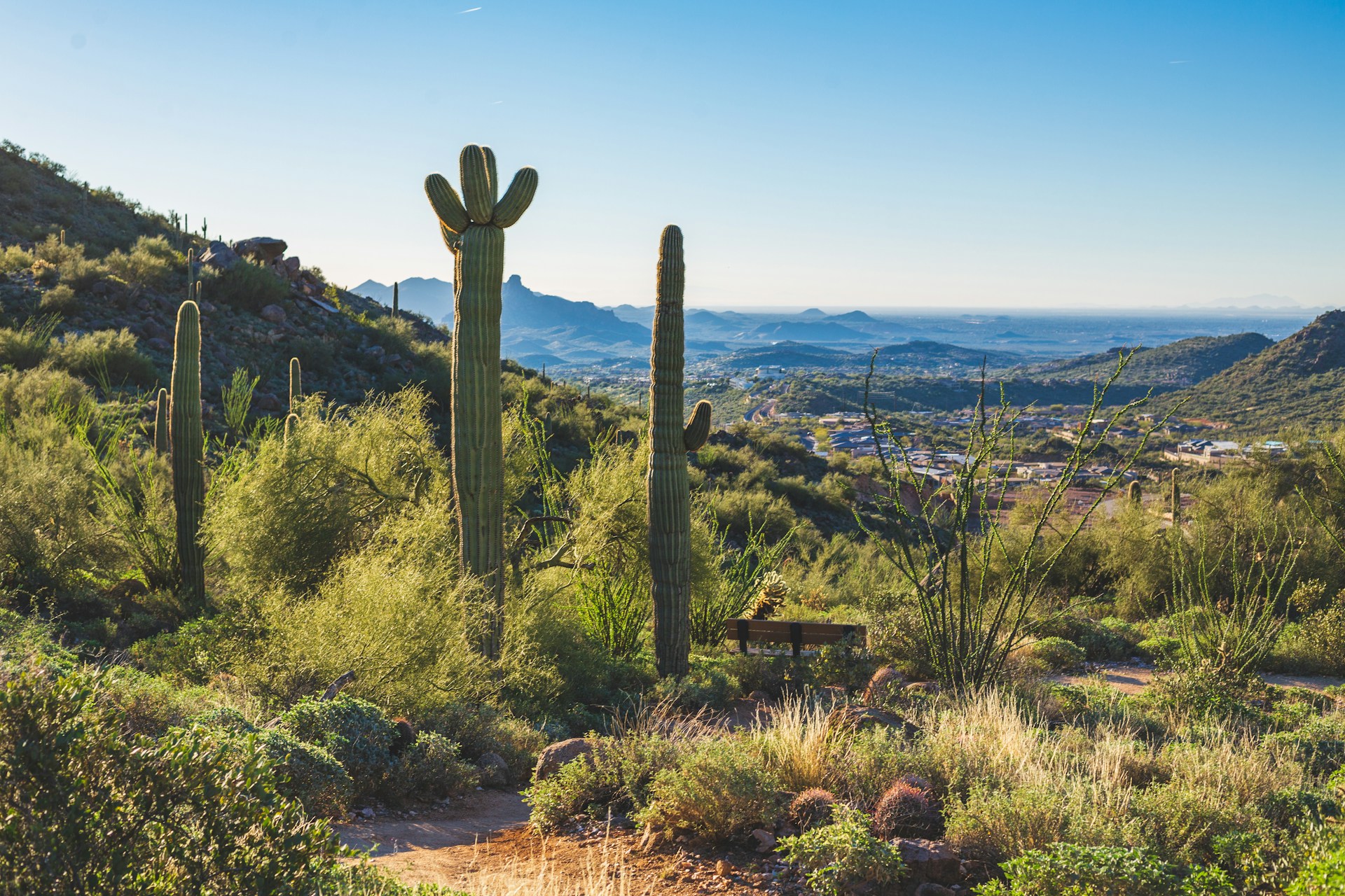 Spring Landscape Scottsdale