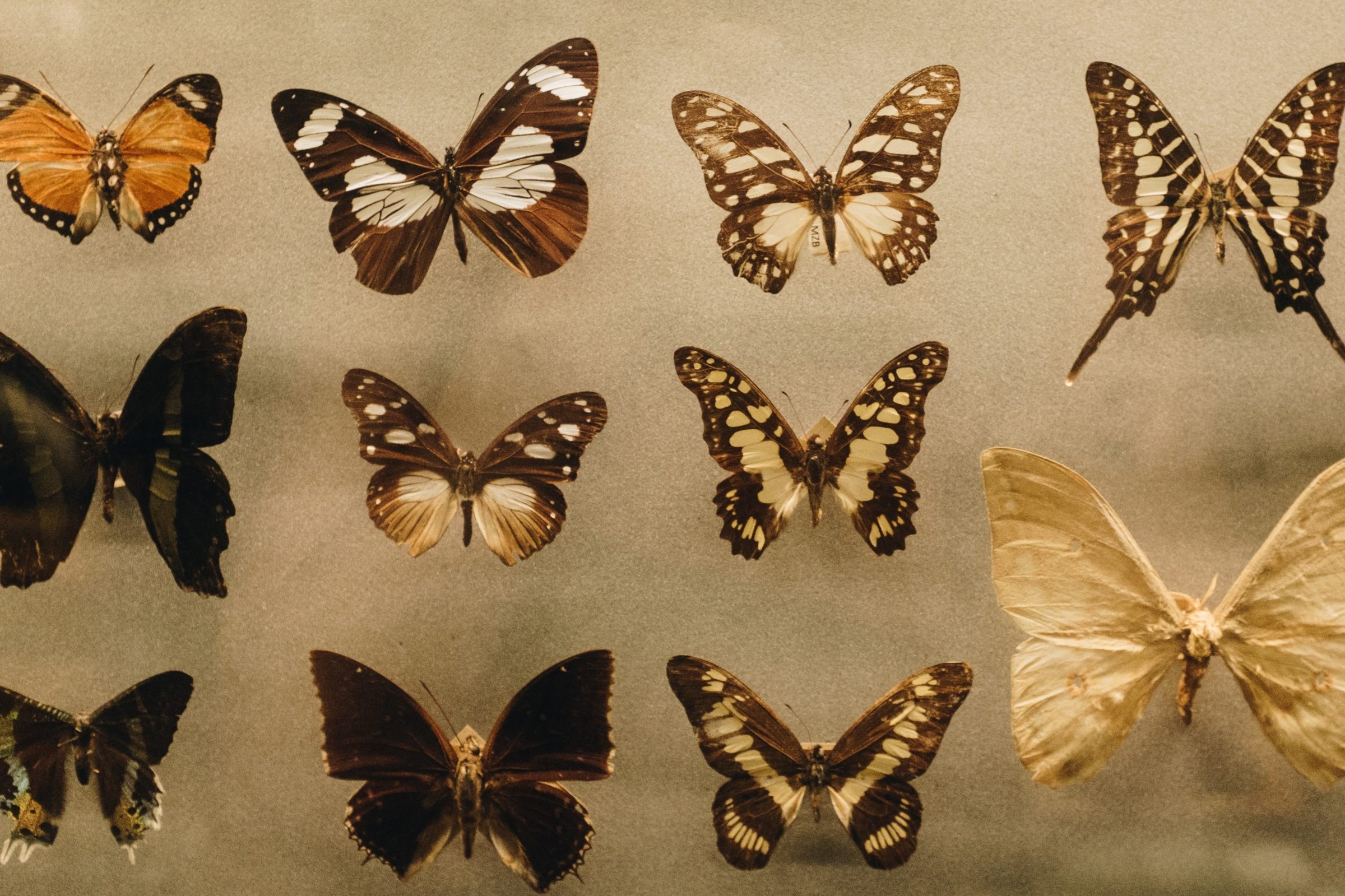 Butterflies you can find at Butterfly Wonderland, a Scottsdale attraction.