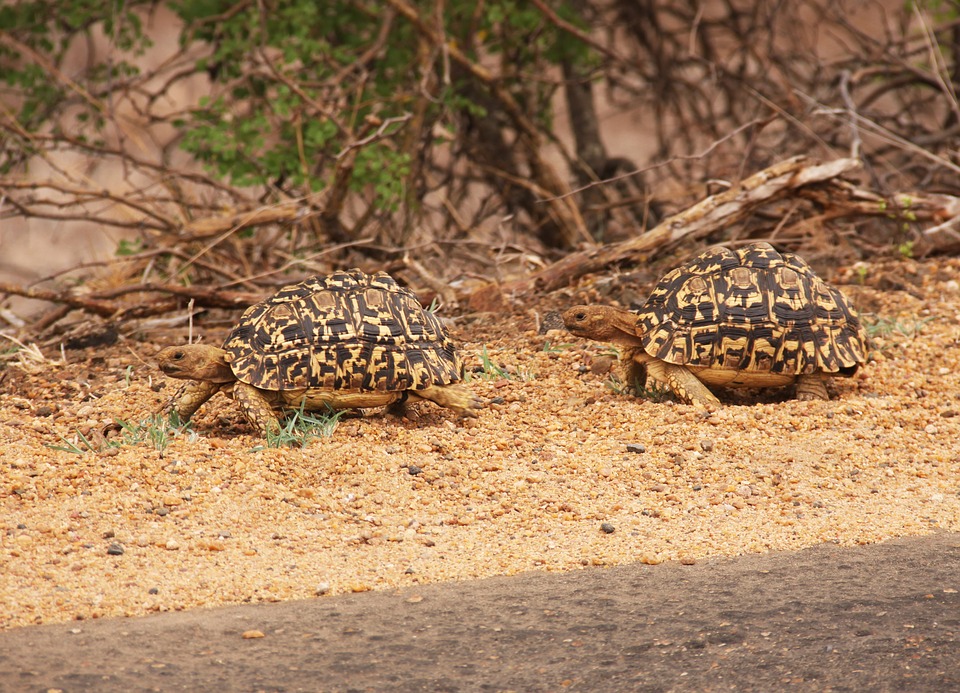Enjoy the wildlife in Scottsdale AZ