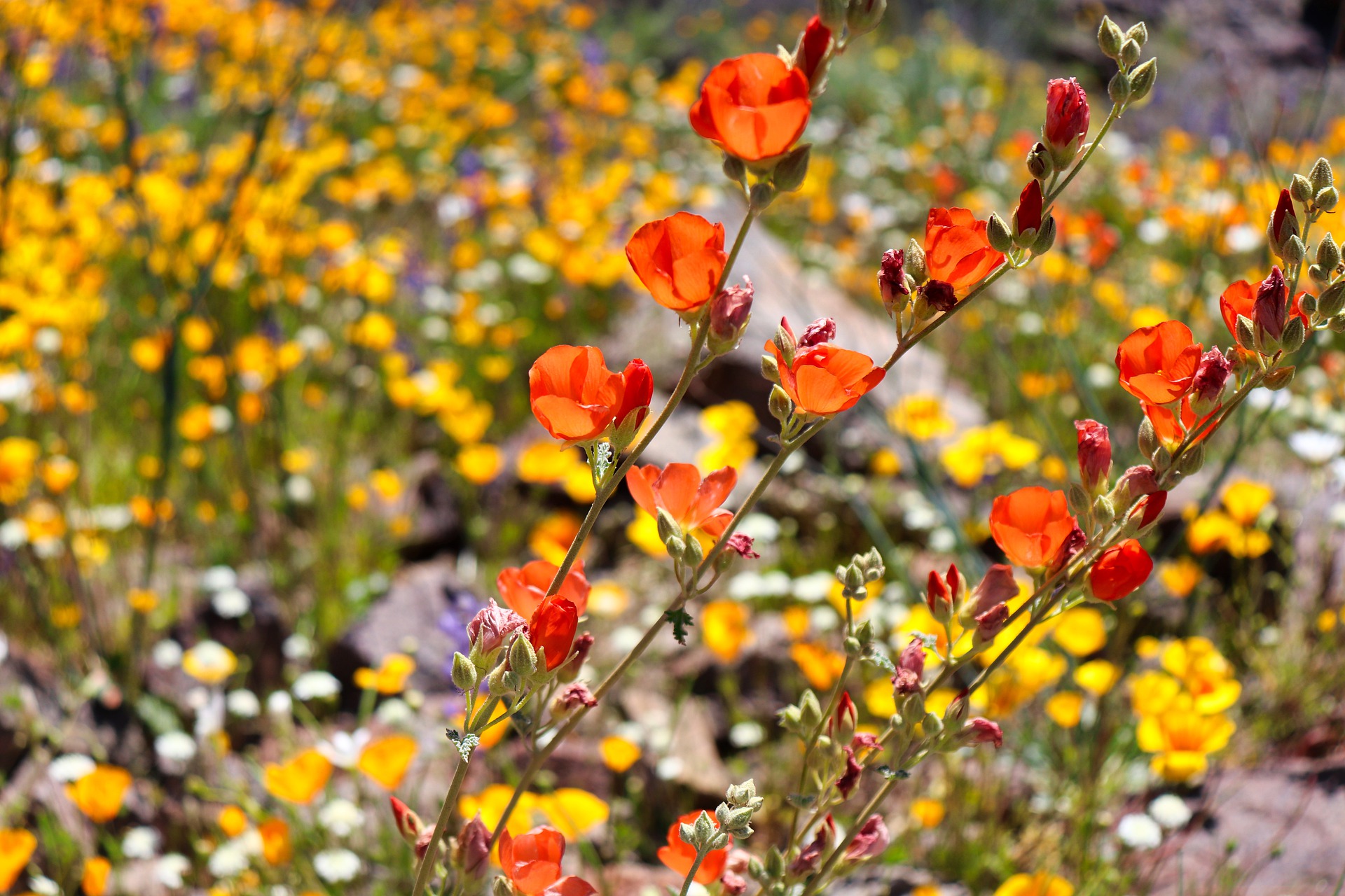 Hiking is one of the many winter & spring things to do in Scottsdale, AZ.