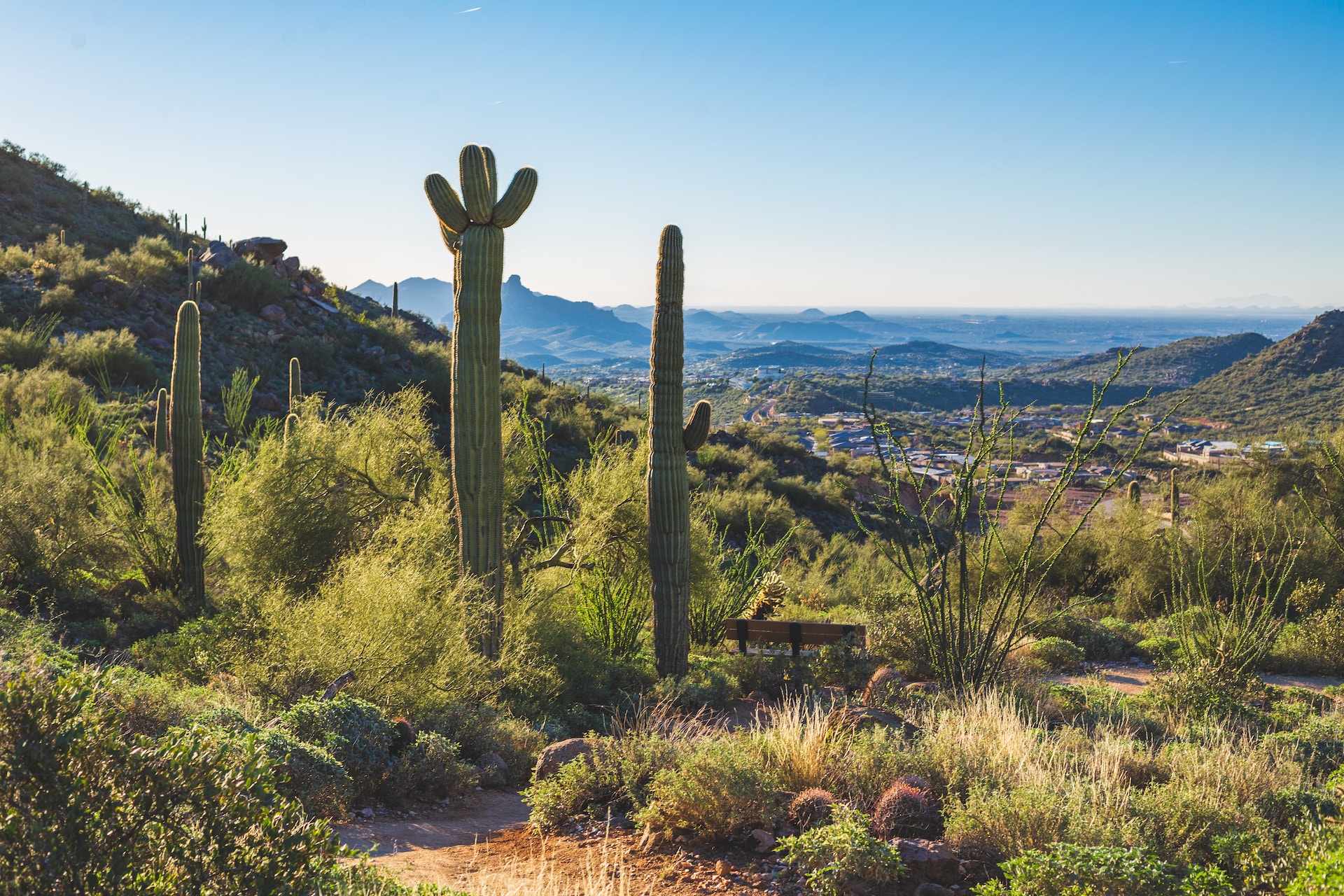 desert scene in Scottsdale