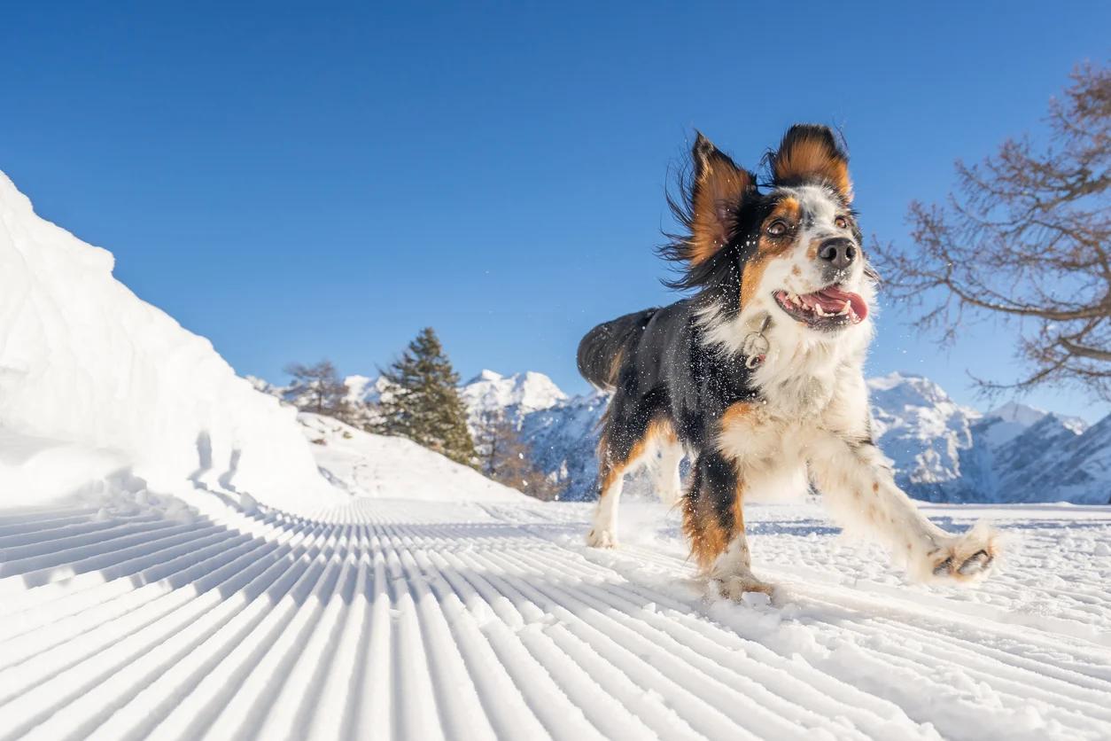 When You Can't Leave Your Pup Behind: Pet-Friendly Cabins Near Breckenridge