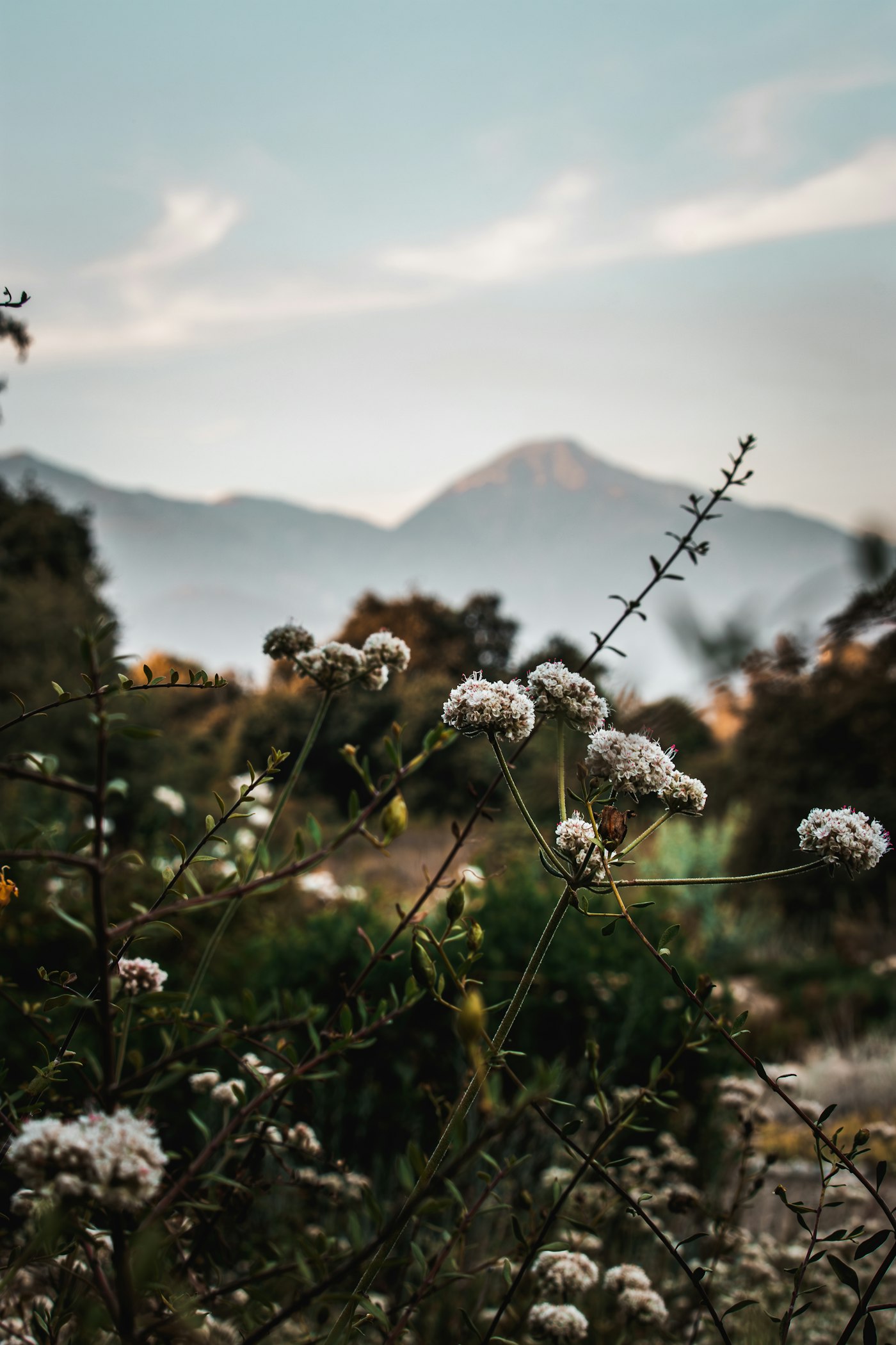 Wildflowers blooming with a Colorado mountain peak in the background
