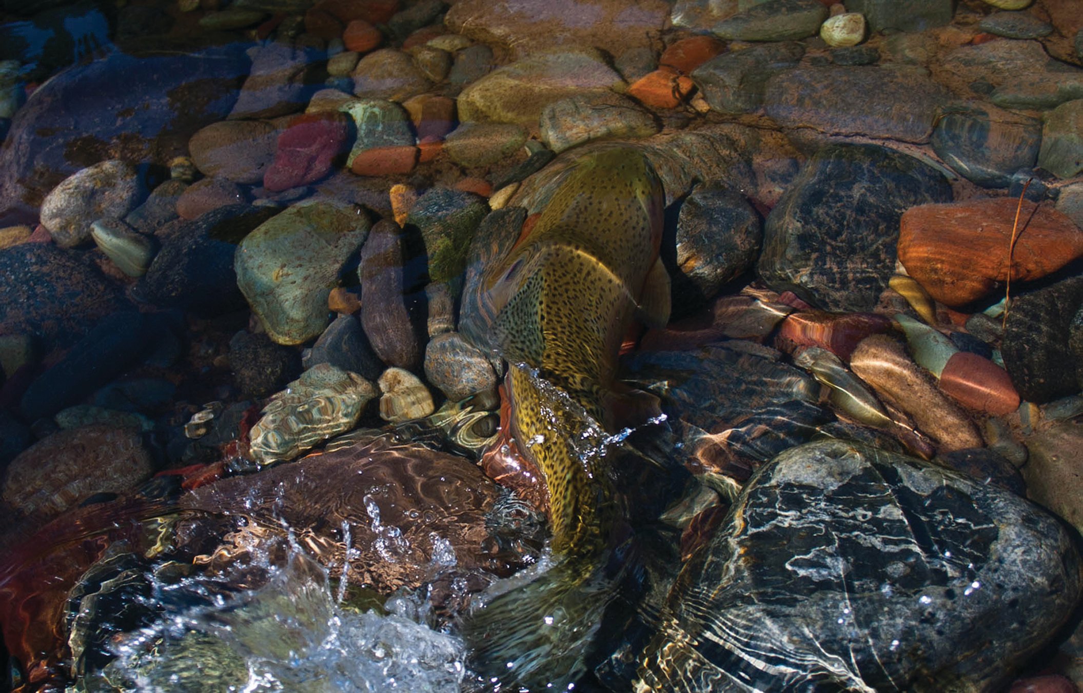 Trout fishing the Chattahoochee River in Helen, GA
