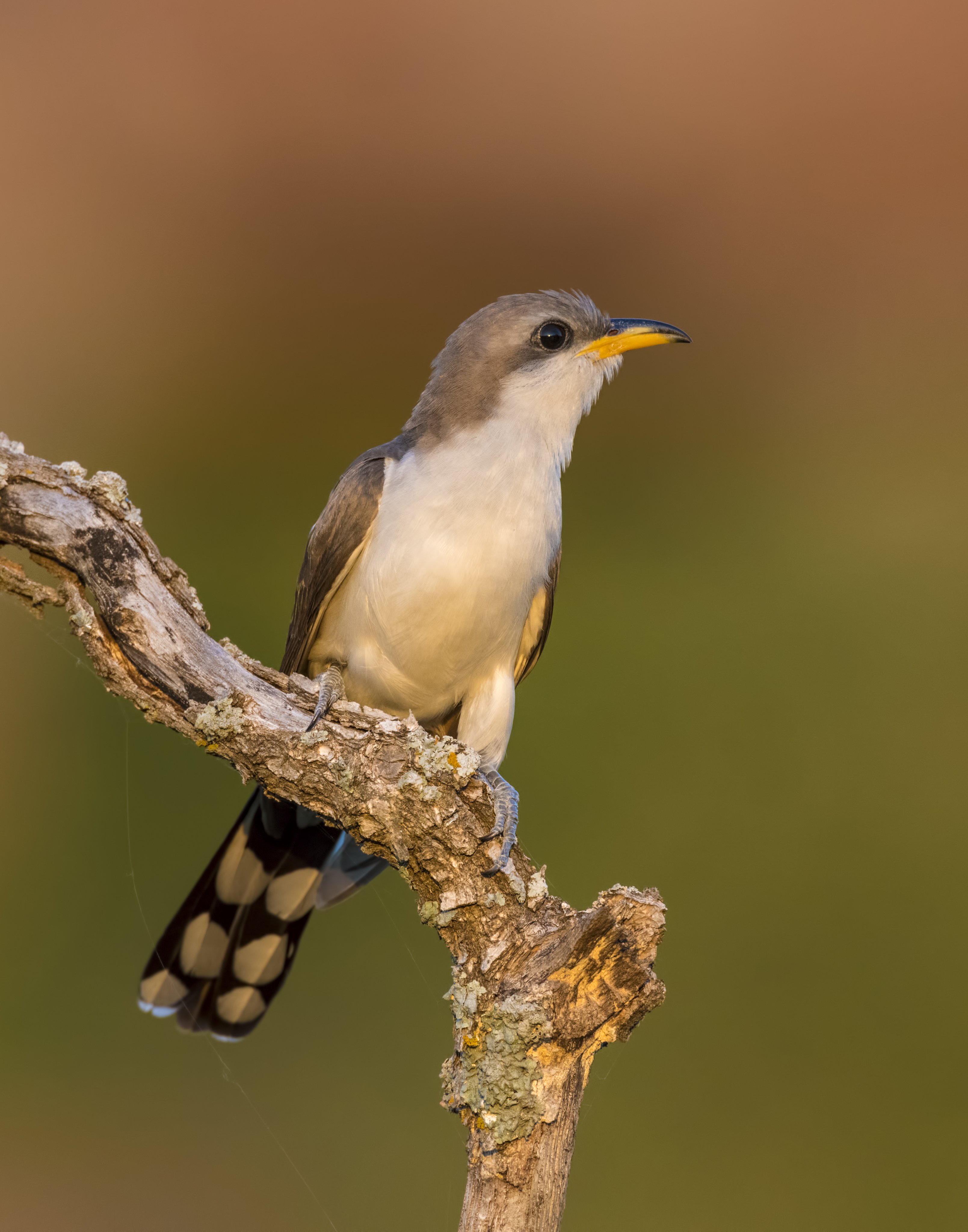 Yellow Billed Cuckoo