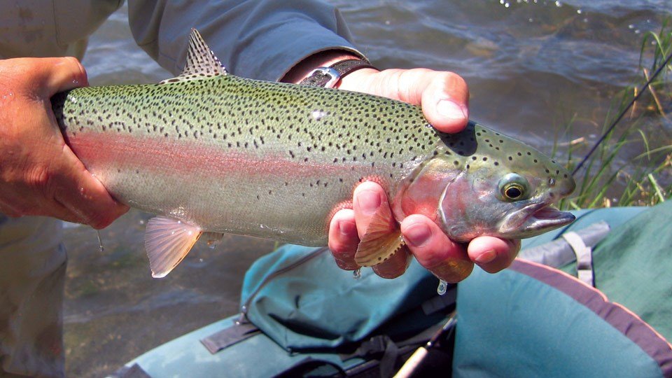 Rainbow Trout
