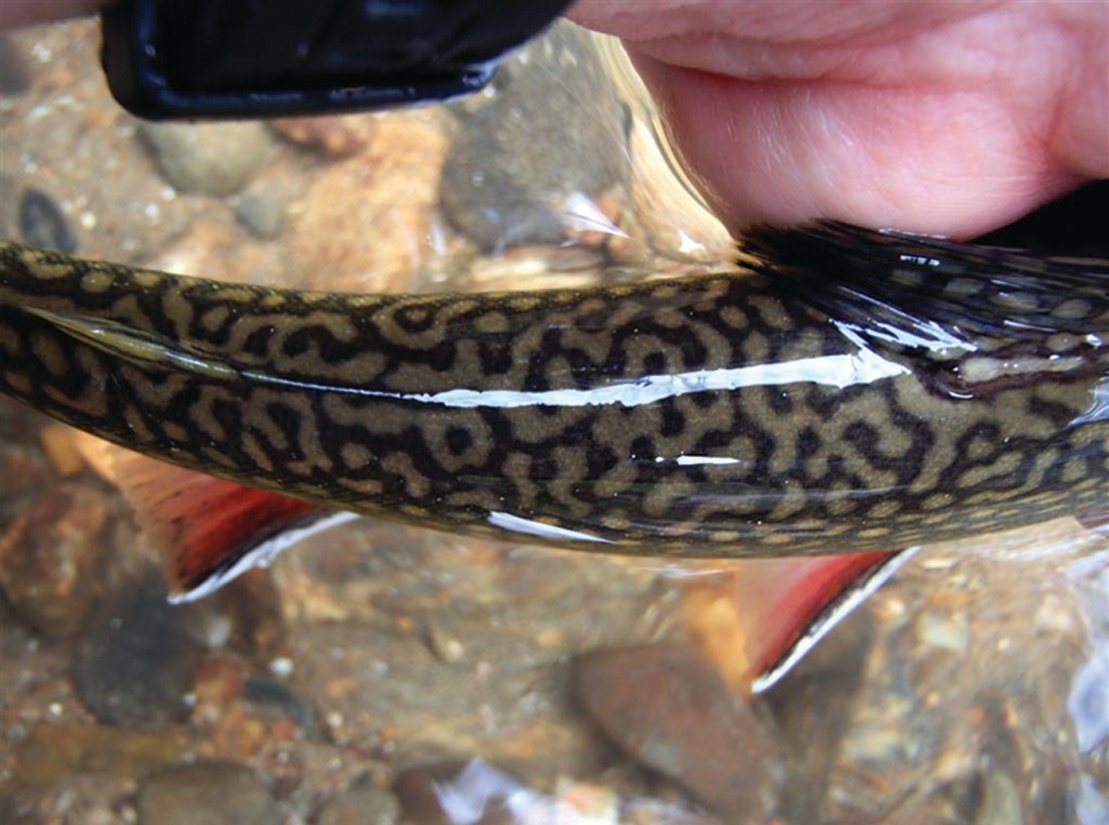 Brook Trout