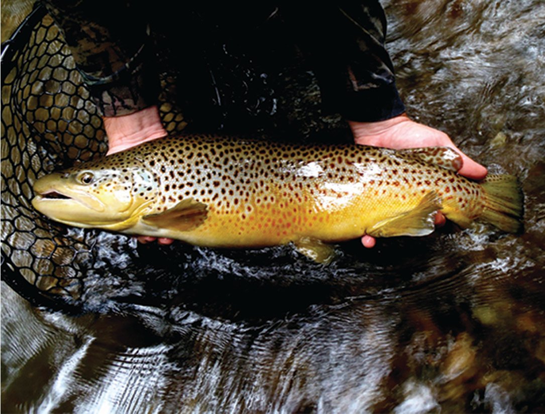 Brown Trout