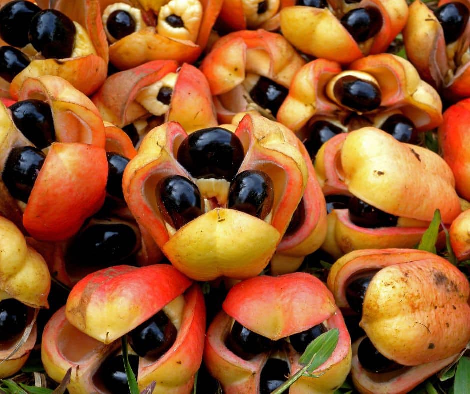 Ackee in Jamaica to make the national dish at a villa in Discovery Bay Jamaica Mais Oui Villa