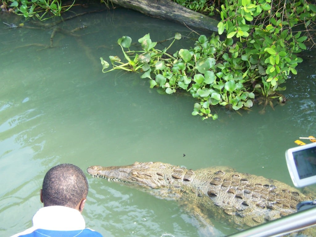 Man looking at crocodile on Black River Safari in the South coast of Jamaica, a day trip from Discovery Bay. An attraction to visit as you think about where to stay in Jamaica