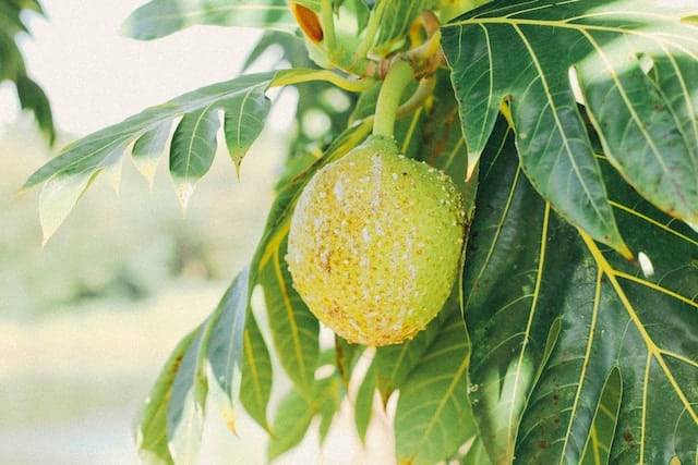 breadfruit growing at Mais Oui Villa in Discovery Bay Jamaica
