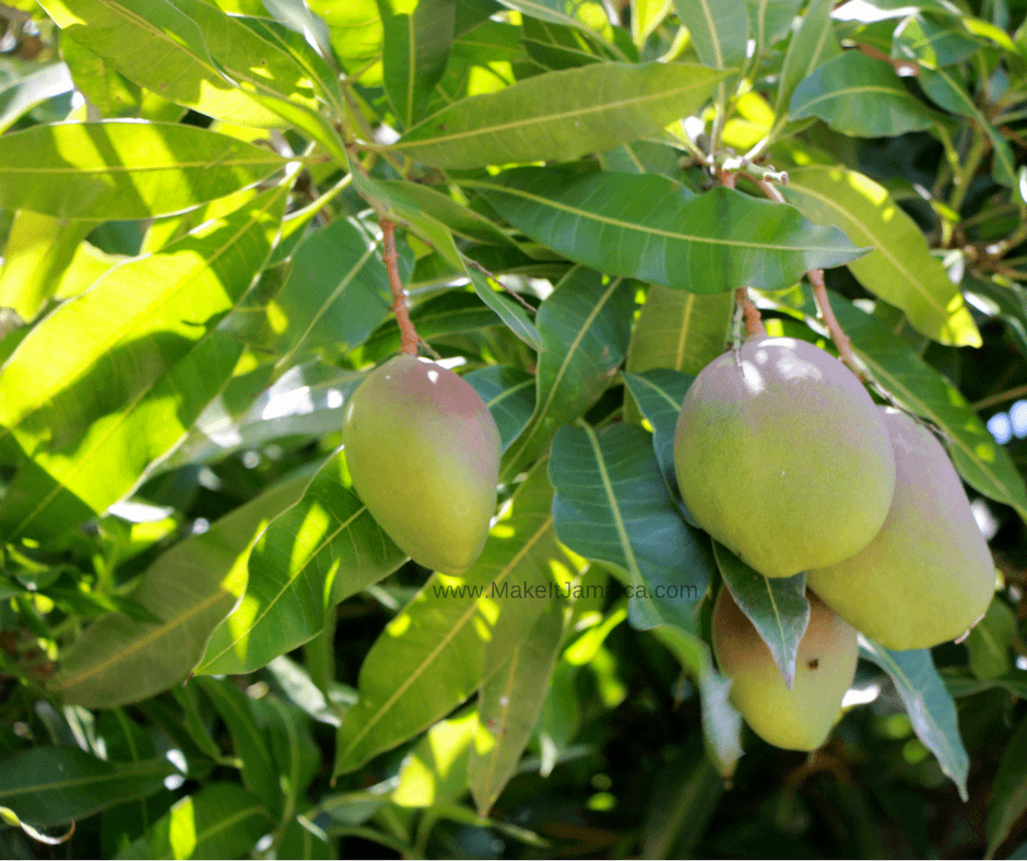 One of the best times to visit Jamaica - Mango season in Jamaica - mangoes to try during your Jamaica villa vacation