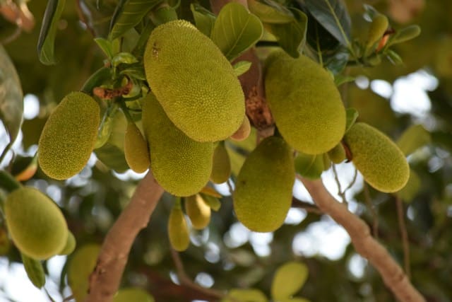 jackfruit