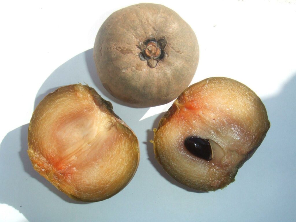 naseberry
