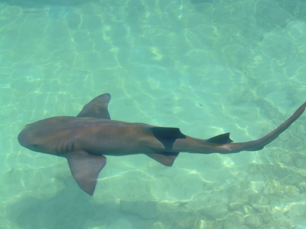 nurse shark at Dolphin Cove in Ocho Rios Jamaica near Mais oui Villa in Discovery Bay