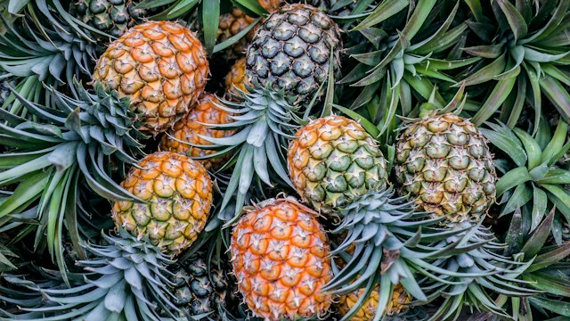 pineapple fruit in season in Jamaica to taste during your family vacation in Jamaica at a villa in Discovery Bay Jamaica