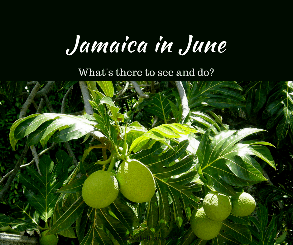 breadfruit in season in Jamaica in June for you to taste when you rent a Jamaica vacation rental for families like Mais Oui Villa in Discovery Bay Jamaica