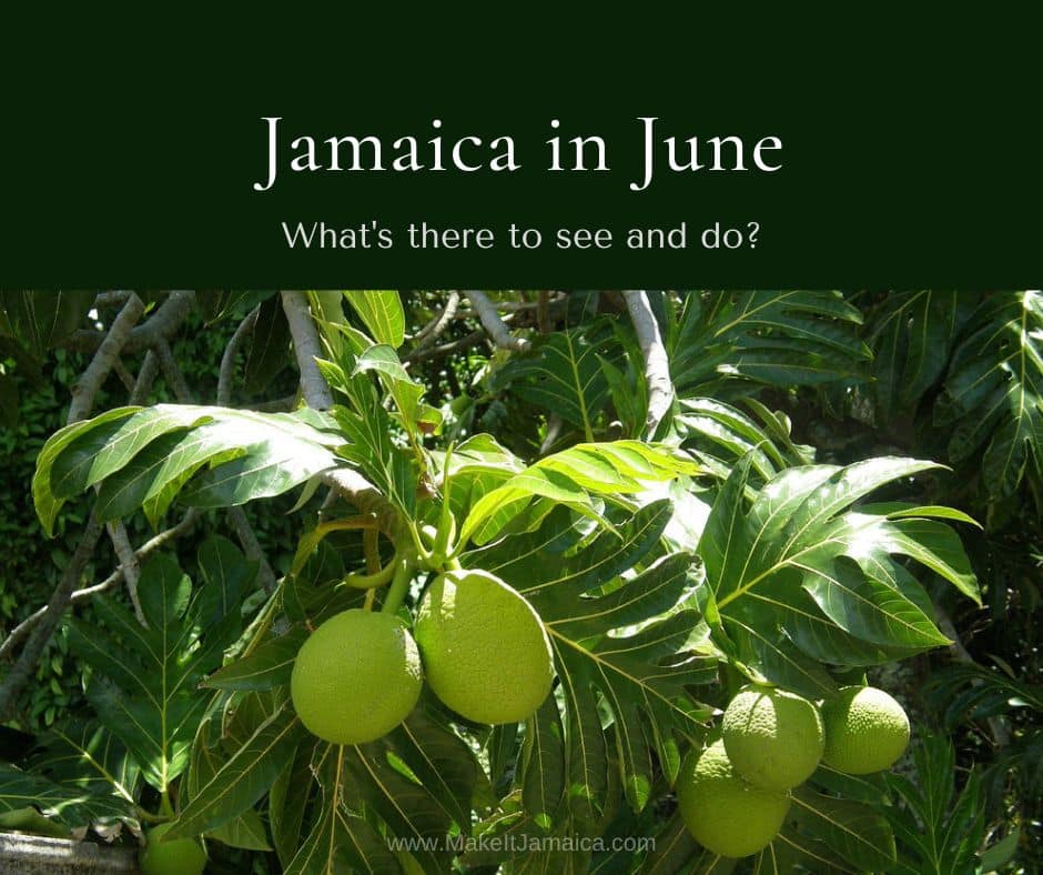 breadfruit in season in Jamaica in June for you to taste when you rent a Jamaica villa like Mais Oui Villa in Discovery Bay Jamaica for Jamaica family vacations