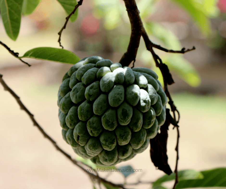 Jamaican Fruits: Sweet sop