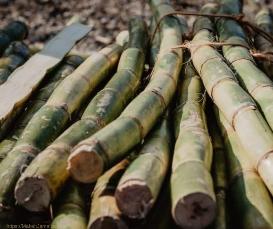 sugar cane - fruits in season in Jamaica