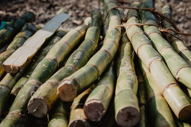sugar cane - fruit in season in Jamaica in February