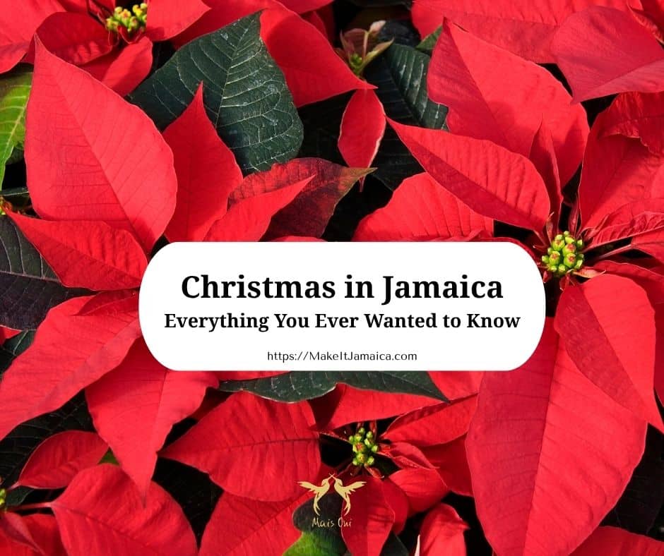 poinsettas to celebrate Christmas in Jamaica