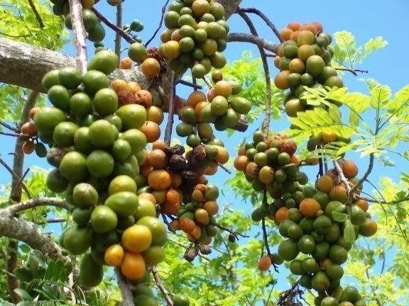 Jamaican yellow plum growing on the tree at Mais Oui Villa in Jamaica
