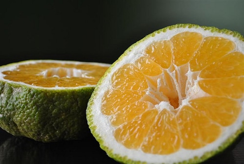 Ugli-Fruit 0 Fruit in season in Jamaica in February