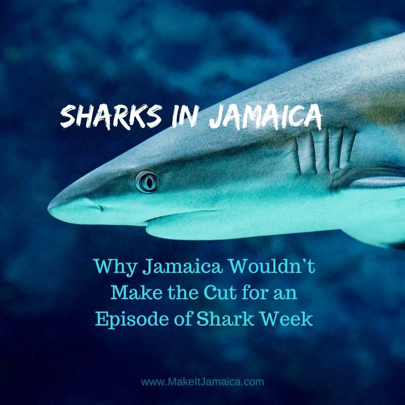 image of shark even though sharks in Jamaica are rare