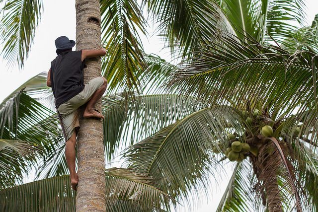 Climbing a coconut tree