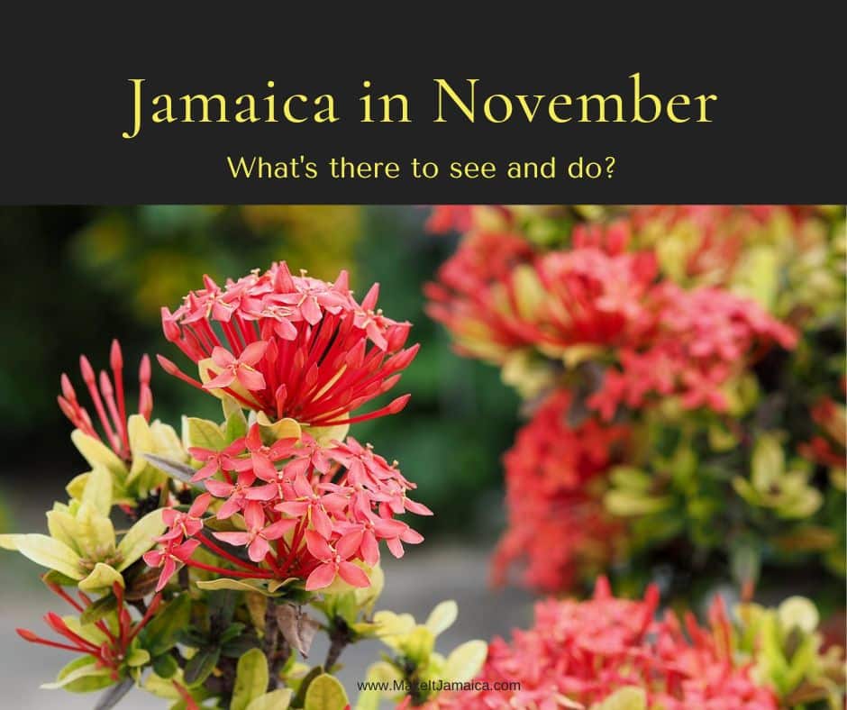 popular folowers in bloom at Mais Oui Villa in Jamaica in November