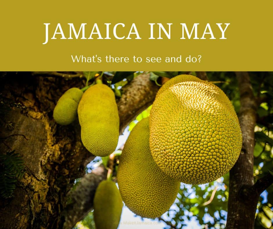 Jackfruit fruit in season in Jamaica in May for you to try when you rent a villa in Jamaica