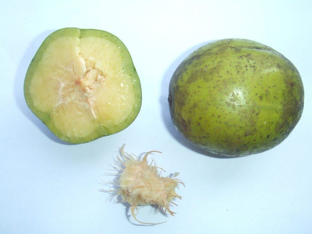 June plum