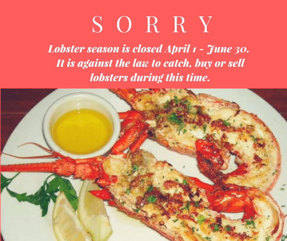 Jamaica lobster a delicacy to try when you saty at Mais Oui Villa in Discovery Bay Jamaica