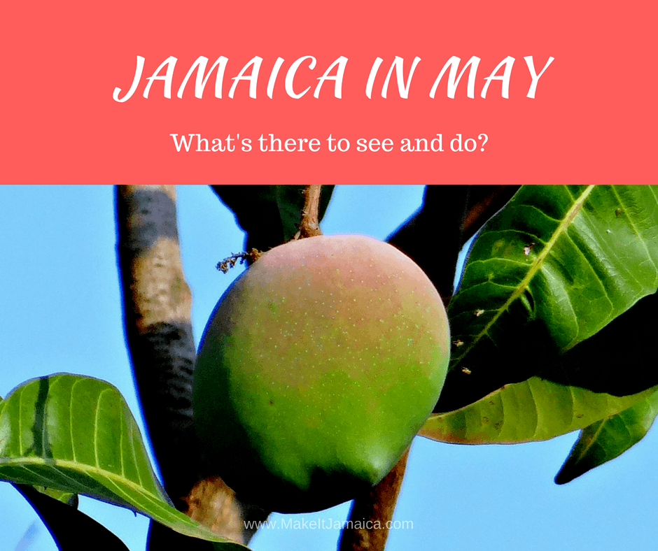 Mango fruit in season in Jamaica in May