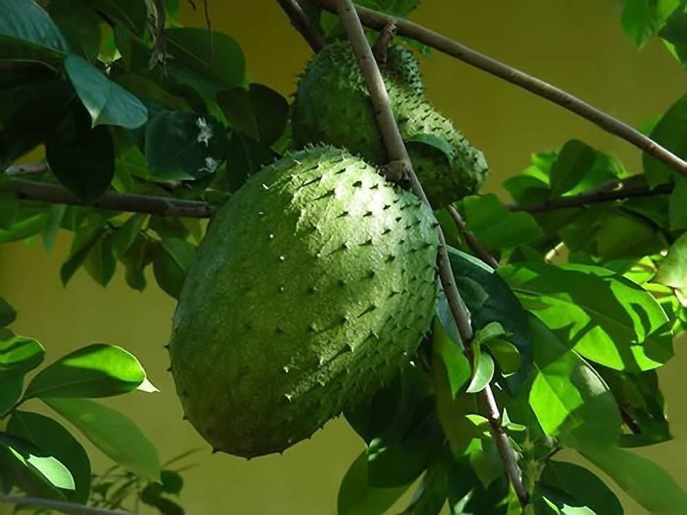 Soursop - a strange looking fruit growing at Mais Oui Villa in Discovery Bay Jamaica