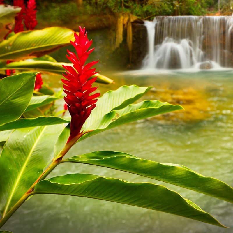 YS Waterfall - a day trip from Discovery Bay Jamaica