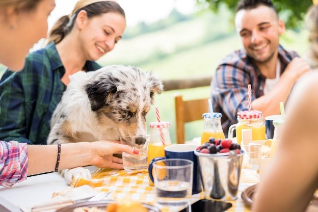 Dog at a table with people