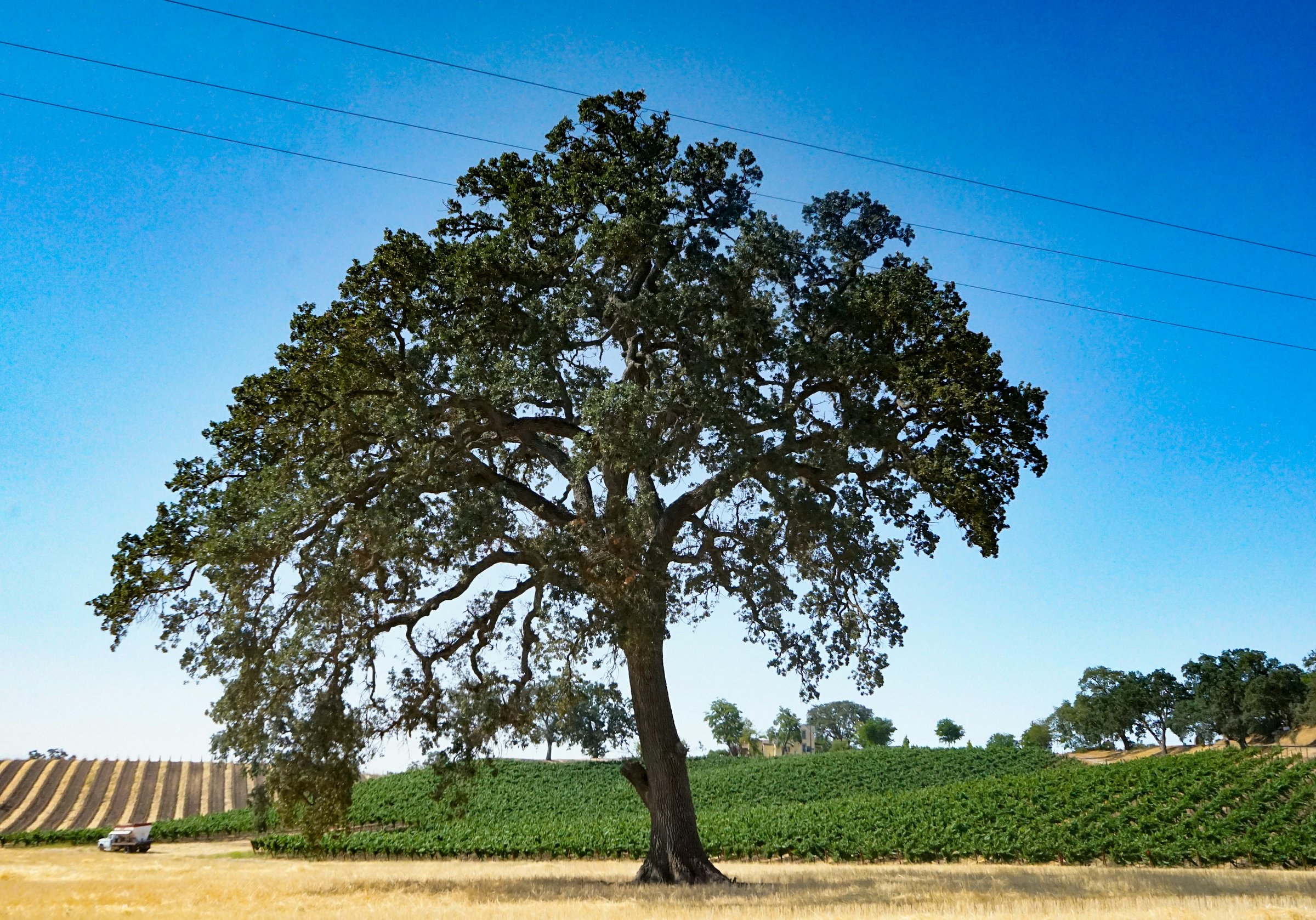 Vineyard rows and oak-covered rolling hills in Paso Robles wine country north of Atascadero in late afternoon light