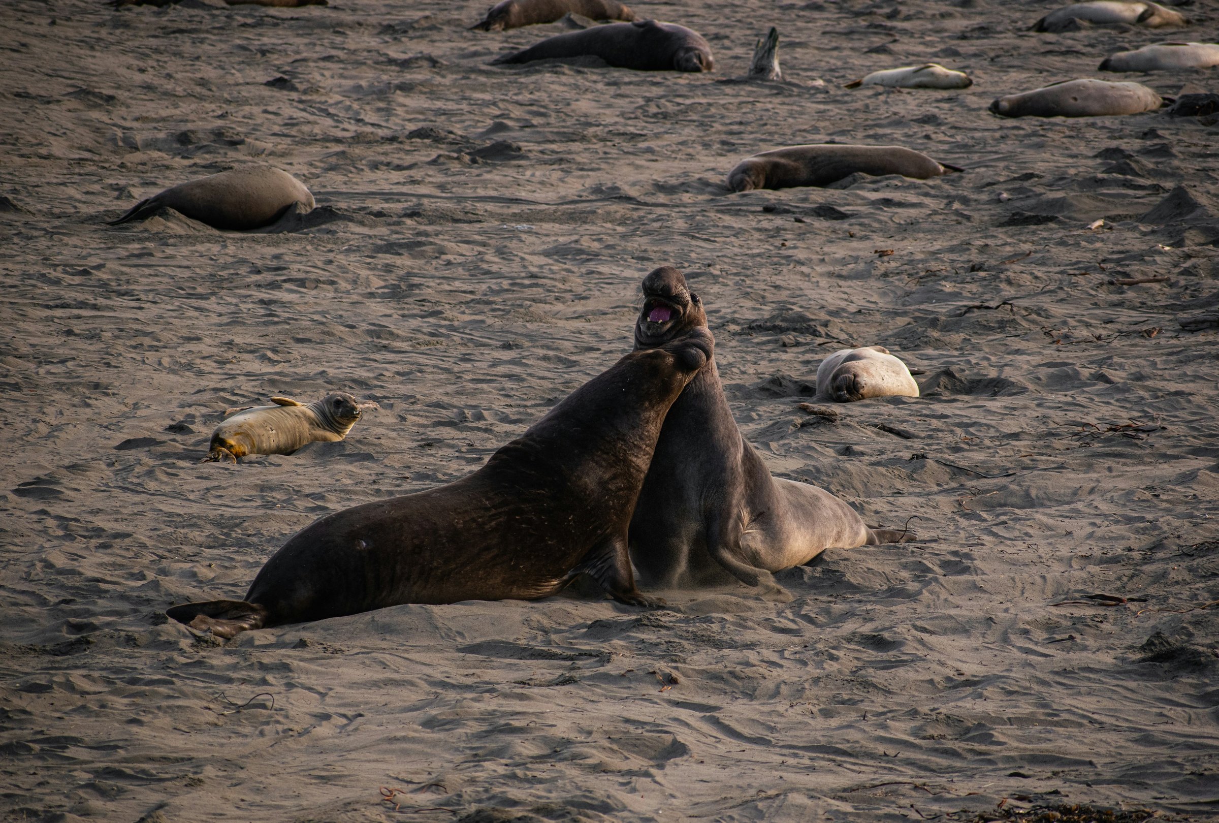 Northern elephant seals lying on the sand at the Piedras Blancas rookery beside Highway 1 north of San Simeon, California