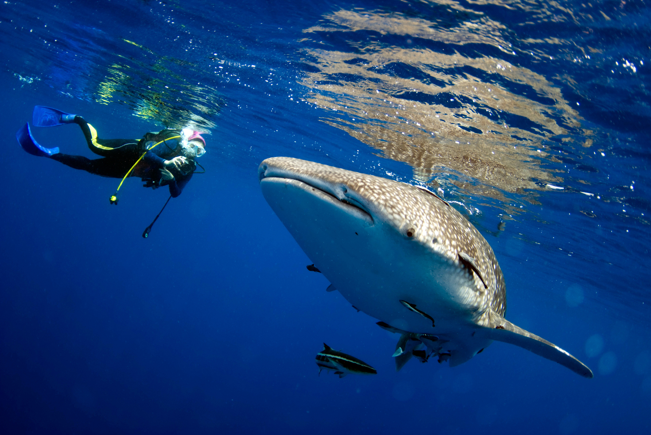 Buceador fotografiando un tiburón ballena cerca de la superficie del océano en aguas de azul intenso