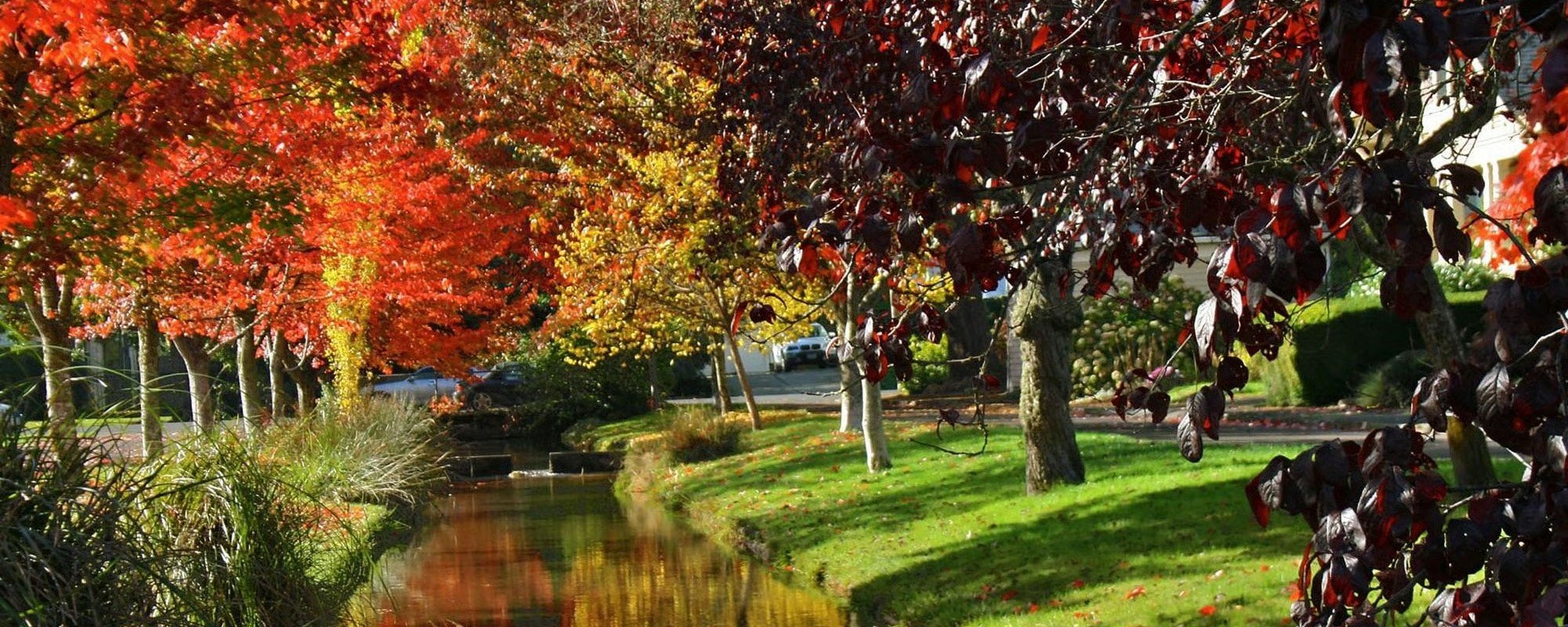 Autumn trees lining a creek in Albany, Oregon