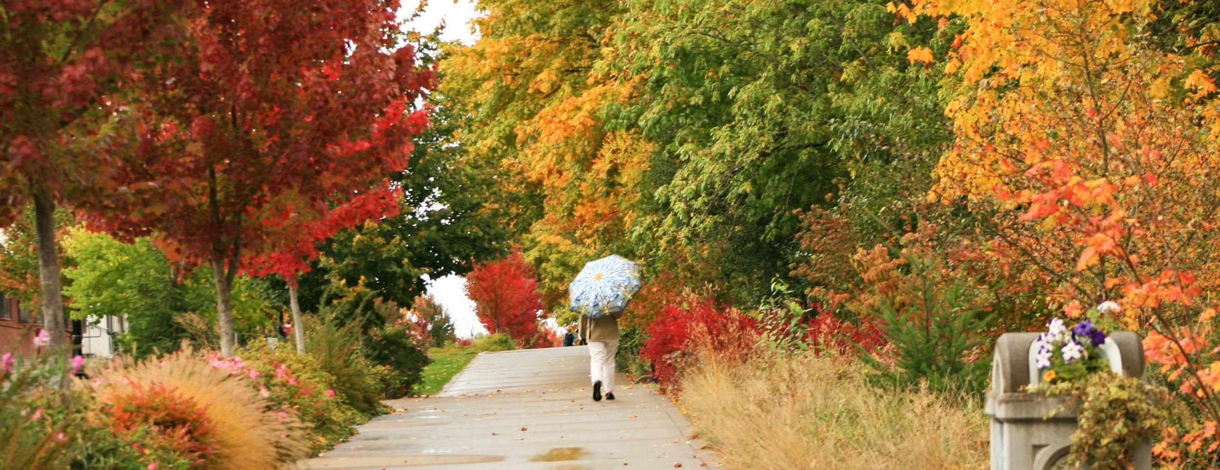 Autumn walk along a tree-lined path in Corvallis, Oregon