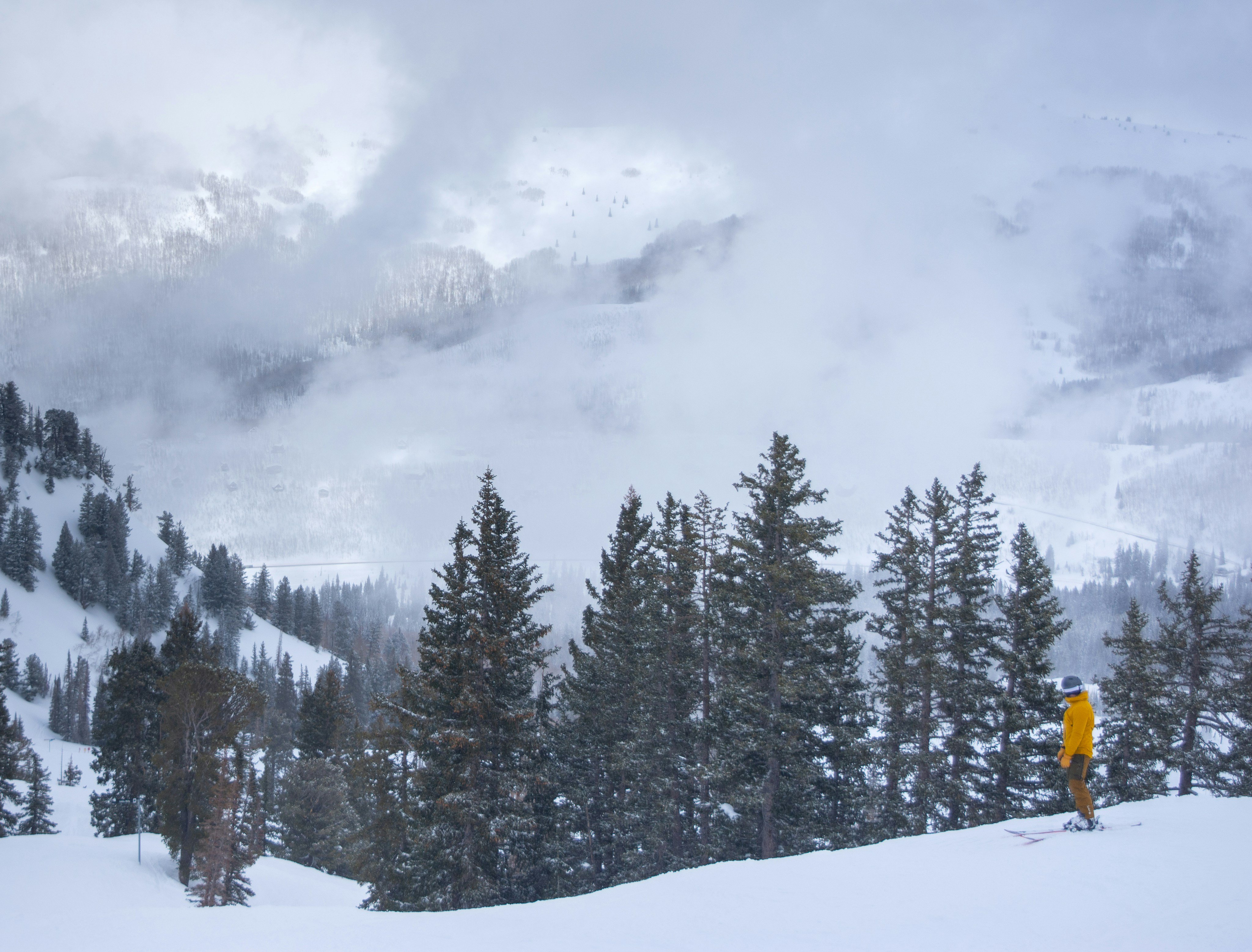 Lone skier standing among snow-covered pines in a foggy mountain valley