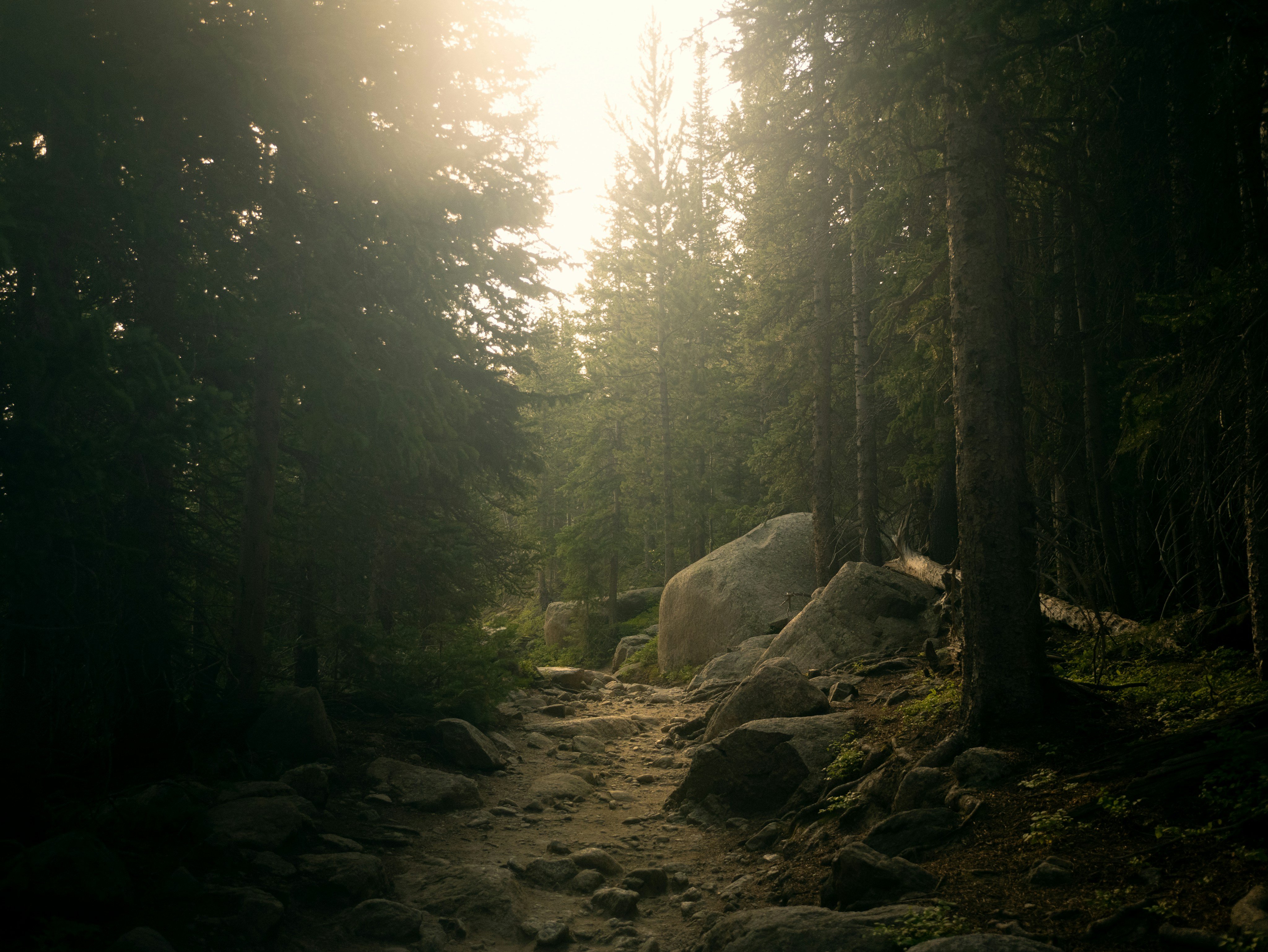 Rocky sunlit trail through dense pine forest