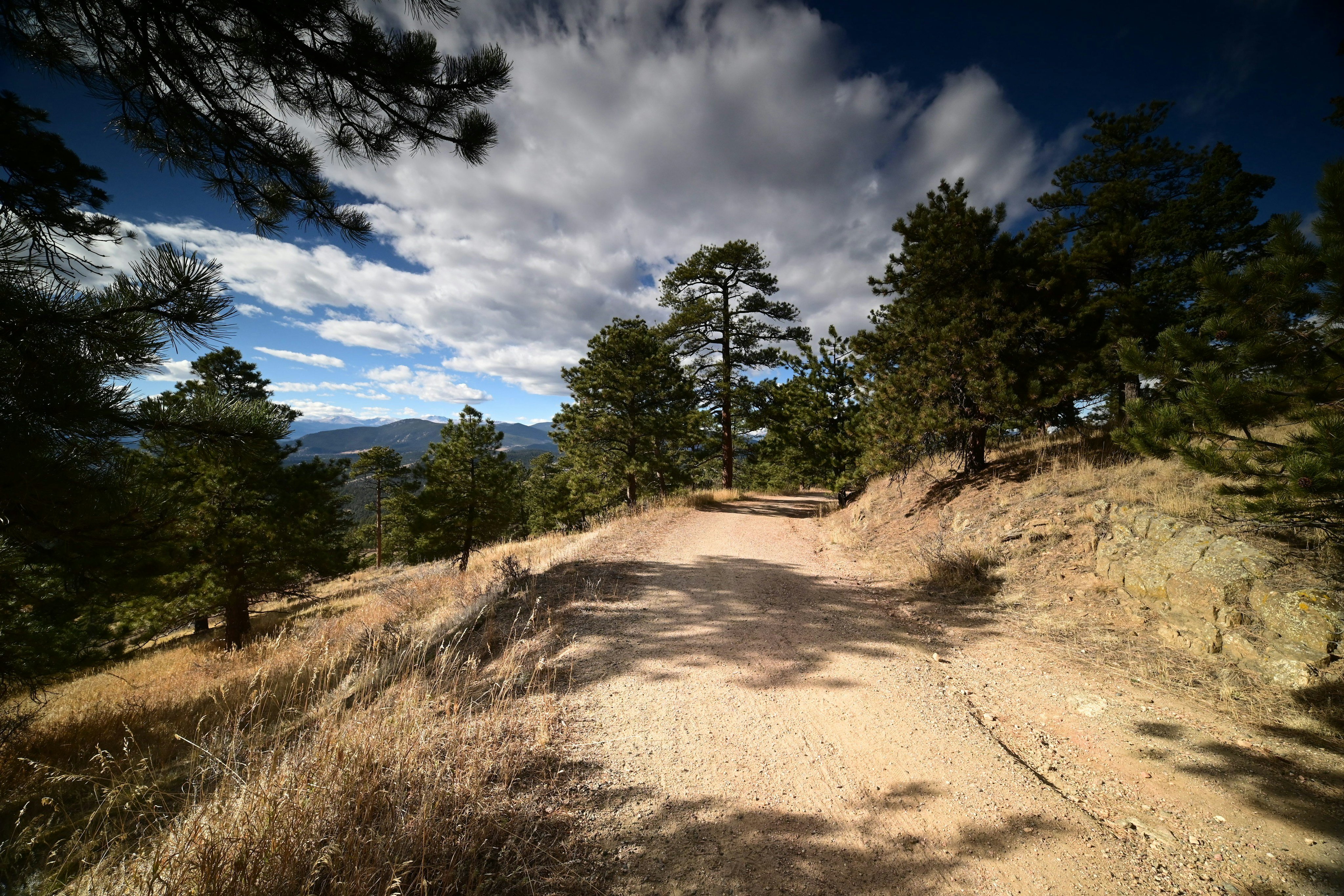 Wide dirt trail through tall ponderosa pines in the White Mountains