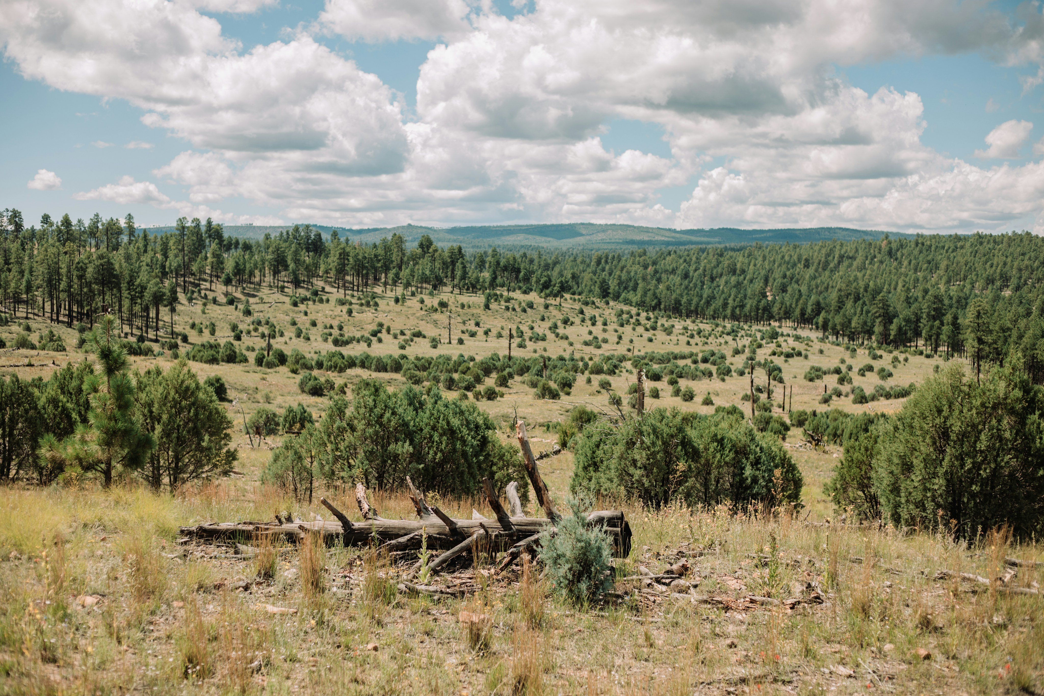 Pine forest landscape in the White Mountains of Arizona